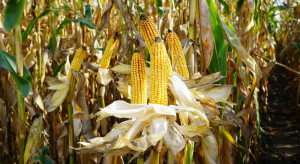 Poszerza się wykaz zakazanej w uprawie kukurydzy MON 810
