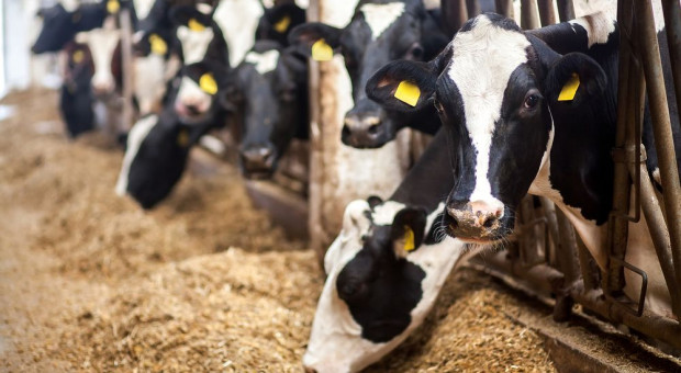 PFHBiPM: Państwo powinno wspierać wdrażanie genotypowania bydła mlecznego