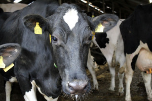 Jak „lockdown” wpływa na emocje krów?