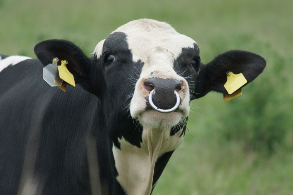 Doskonalenie genetyczne bydła mlecznego to długotrwały i skomplikowany proces, fot. Shutterstock