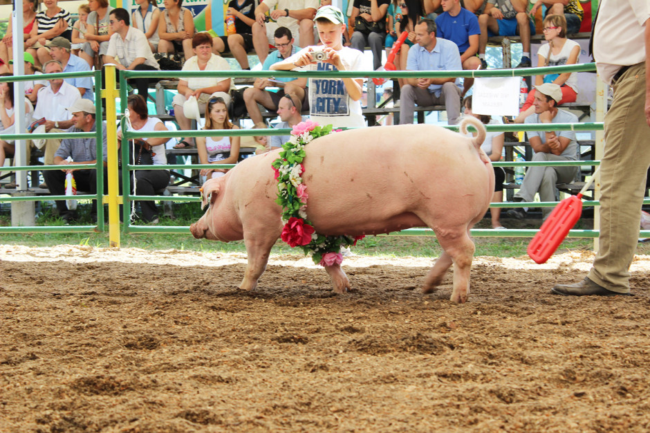Pogłowie świń hodowlanych z roku na rok spada. Ta tendencja jest bardzo niepokojąca