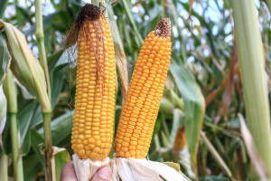 Odmiana kluczowym elementem w uprawie kukurydzy