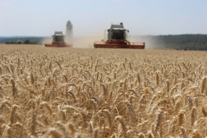 PIdS Online: Jaka strategia ochrony dla wysokich plonów zbóż?