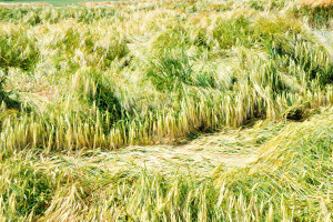 Regulatory wzrostu zbóż ozimych