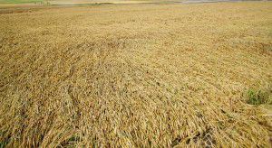 Agrotechniczne zapobieganie wyleganiu zbóż