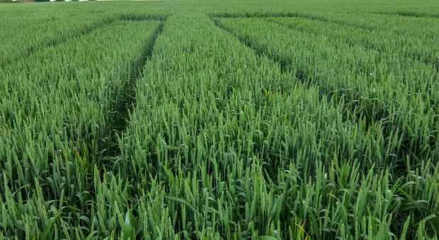 Jak skutecznie skracać łan zbóż w niestabilnych warunkach pogodowych?
