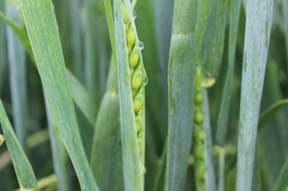 Znana jest LOZ pszenicy jarej 2021, fot. A. Kobus
