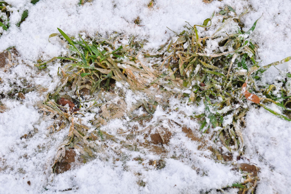 Pleśń śniegowa występuje na plantacjach zbóż ozimych, gdy pokrywa śnieżna zalega na nich przez kilkadziesiąt dni