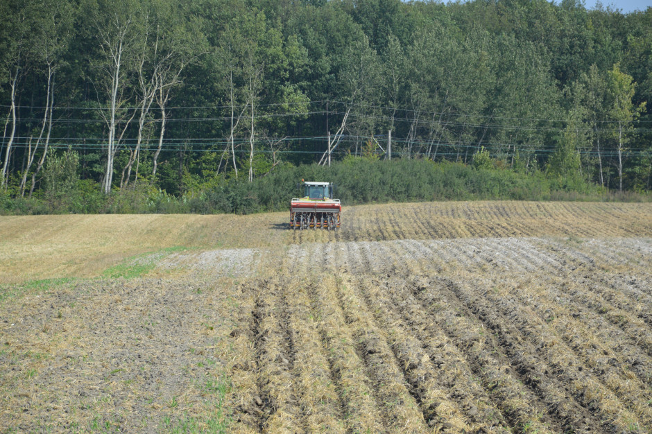 Coraz częściej w Polsce można spotkać  pola uprawiane w technologii uprawy pasowej, fot Wołosowicz