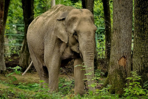 Indie: Dwóch poganiaczy aresztowanych za atak na słonia