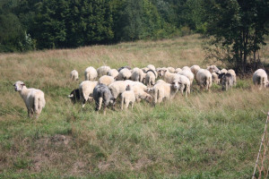 W gospodarstwie padły 24 owce. Zarzuty za znęcanie się nad zwierzętami