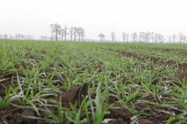 PIdS Online: Jakich problemów możemy spodziewać się wiosną 2021 w uprawach zbóż?