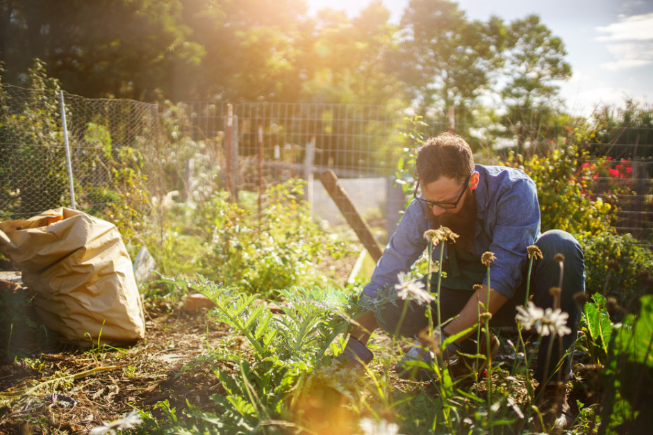 Rodzinne ogrody działkowe otrzymają 50 mln zł na rozwój, fot. Shutterstock