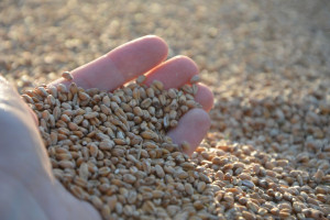 Kraje EUG: Lekko ograniczona produkcja zbóż w 2021 r.
