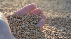 Fundusze spekulacyjne „ciągną” cenę zbóż w górę