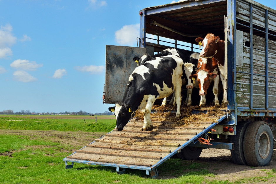 Brytyjski minister rolnictwa przedstawił wymagania w zakresie dobrostanu zwierząt, w tym zaprzestanie eksportu żywych zwierząt rzeźnych i opasowych; Fot Shutterstock