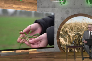 Stan pszenicy ozimej - jednolita agrotechnika byłaby błędem