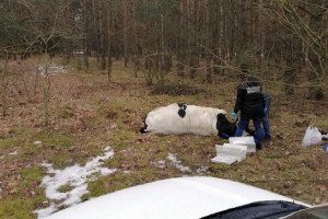 Leśnik odstrzelił agresywnego byka, który prawdopodobnie zabił właściciela