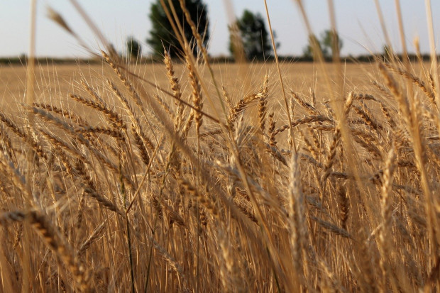 Fot. pixabay.com Kazachstan: Zbiory zbóż w 2020 r. nieco poniżej 20,1 mln ton