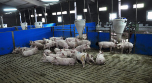 Wzrost pogłowia świń o 96 mln – to możliwe tylko w Chinach