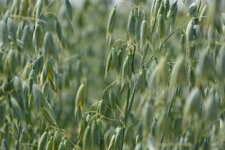 Nowe odmiany zbóż jarych 2022, fot. M. Tyszka