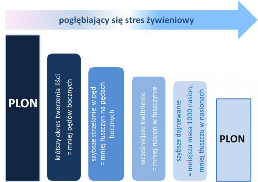 Ograniczenie potencjału plonowania rzepaku ozimego pod wpływem pogłębiającego się stresu żywieniowego