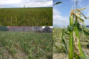 Jakie szkody są najgroźniejsze w uprawie kukurydzy?