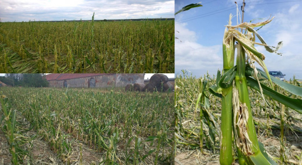 Jakie szkody są najgroźniejsze w uprawie kukurydzy?
