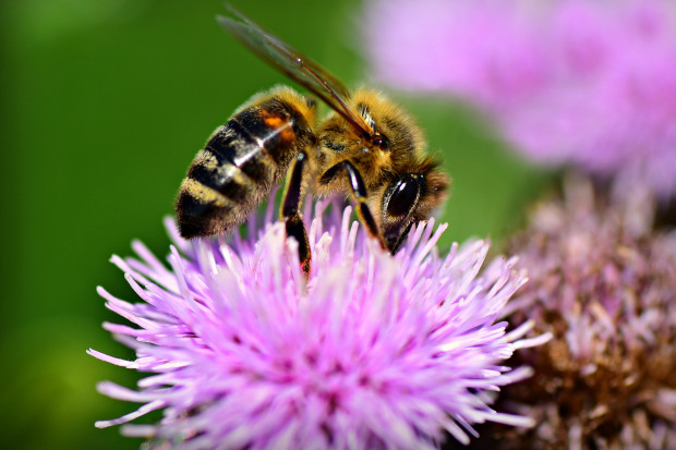 Pszczoły, aby przetrwać też potrzebują zbilansowanej diety