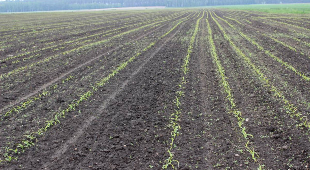 Jak zaplanować skuteczne odchwaszczanie kukurydzy?