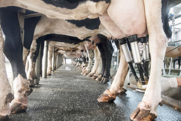 Produkcja mleka krowiego w Austrii wzrosła o prawie 3 proc.