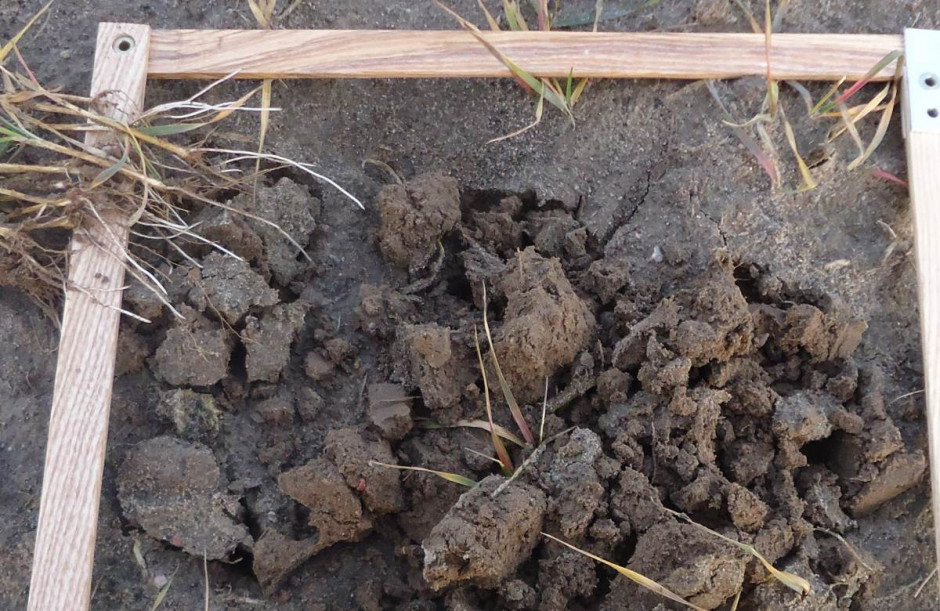Lustrując takie plantacje należy obliczyć średnią obsadę roślin na m2 Fot. A. Kbous