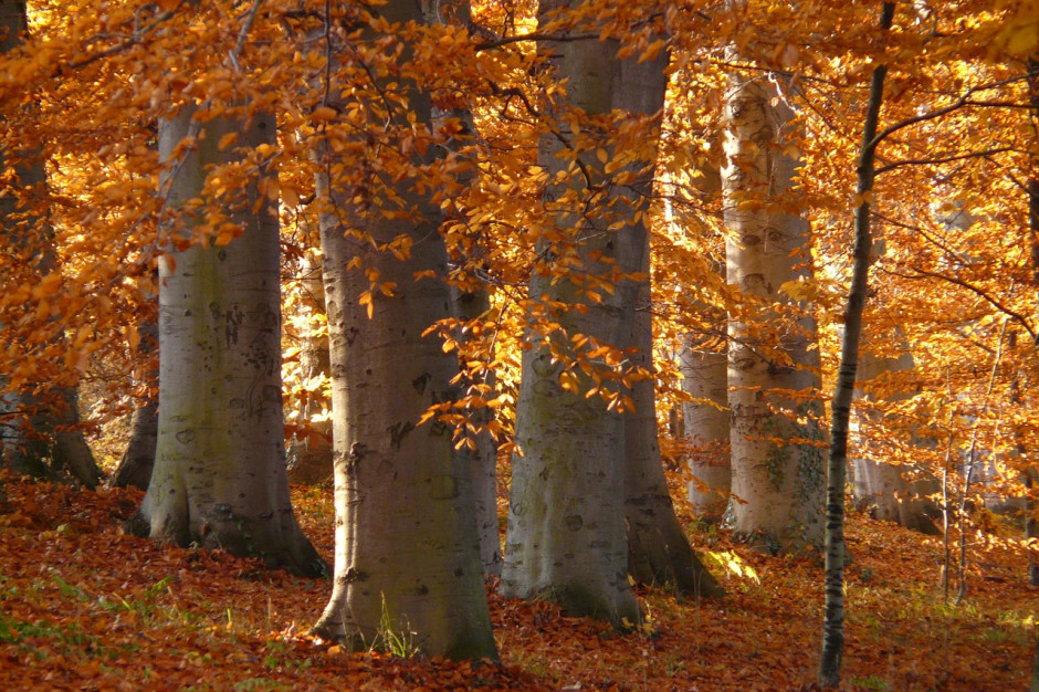 Fot.pixabay.com