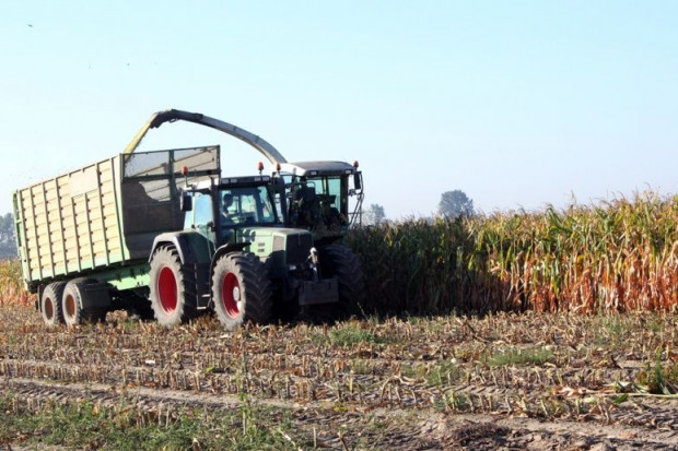 Wymogi nowej WPR: Kukurydza na maks. 65 proc. powierzchni