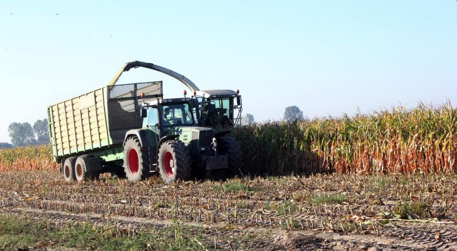 PDO: Plonowanie kukurydzy kiszonkowej w 2021 r.