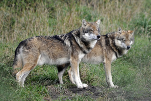 Atak wilków wieczorem? Odszkodowania nie będzie