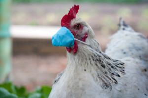 Trwa ustalanie francuskiej strategii zapobiegania grypie ptaków