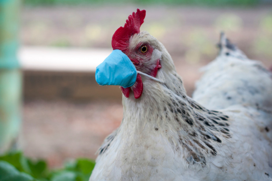 WE Francji trwają prace na strategią walki z grypą ptaków; Fot Shutterstock