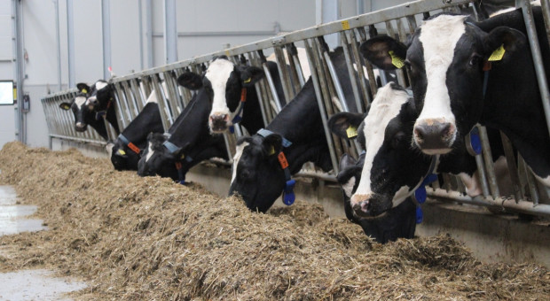 EMB: W nowej WPR producenci mleka muszą mieć wpływ na rynek