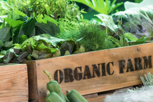 Organiczne farmy mogą wyżywić Europę