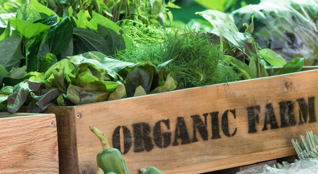 Organiczne farmy mogą wyżywić Europę