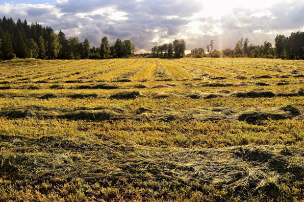 Ceny dzierżawy gruntów rolnych w Szwecji nieznacznie wzrosły