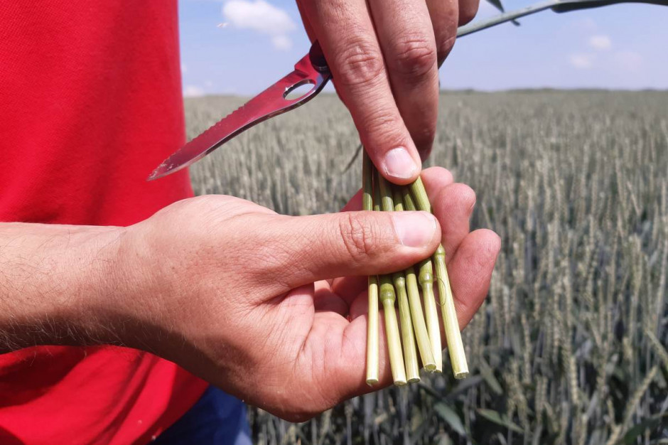 Tylko prawidłowo przeprowadzona regulacja pokroju zbóż może zabezpieczyć łan przed wyleganiem; Fot. A. Kobus