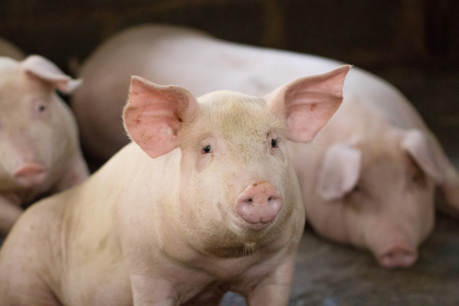 Stwierdzono ASF w okręgu Rostock w firmie rodzinnej, która utrzymuje 4038 świń; Fot Shutterstock