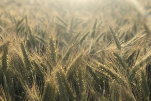 Raport z krajowych skupów zbóż - delikatna korekta cen pszenicy i rzepaku
