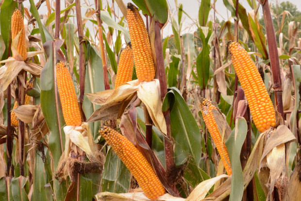 Mogą skontrolować dokumenty zakupu materiału siewnego kukurydzy