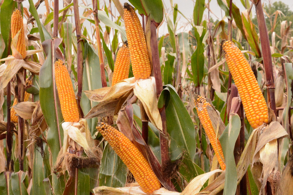 WIORiN może skontrolować dokumenty zakupu materiału siewnego kukurydzy, fot. MP