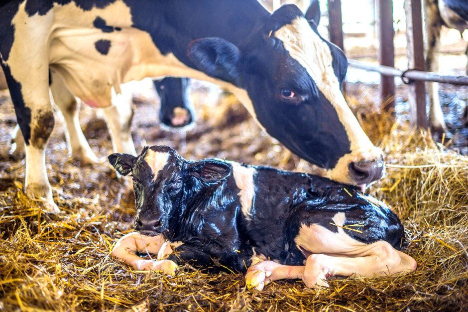 Aby cielęta były zdrowe, należy o nie zadbać jeszcze przed ich urodzeniem. Krowę w ostatnich dwóch miesiącach cielności należy zasuszyć oraz prawidłowo żywić