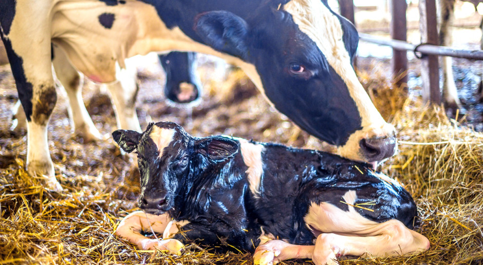 Dlaczego bank siary w gospodarstwie mlecznym jest tak istotny?