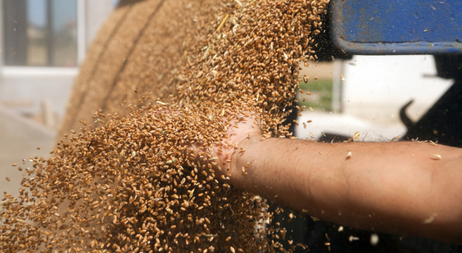 Giełdy krajowe: Ceny zbóż - krótki, lekki spadek i znów wzrost